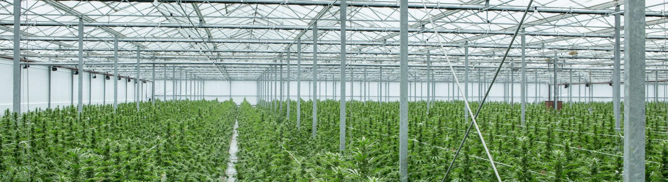 Cannabis and hemp flowering in a greenhouse