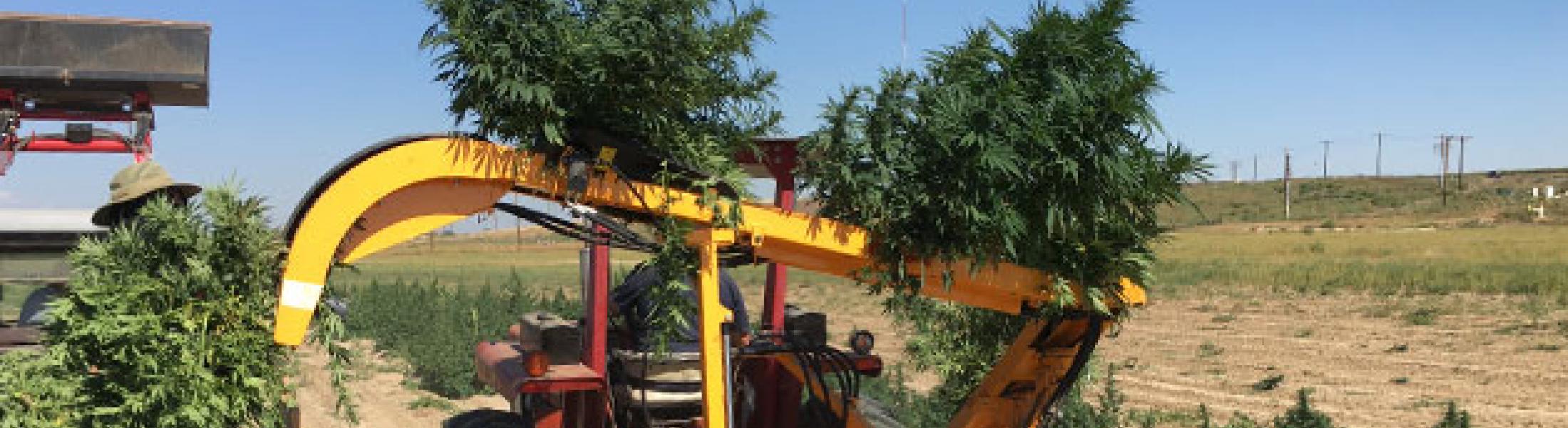 Hemp and Cannabis Plant Harvester