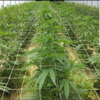 Jute trellis netting in a cannabis greenhouse
